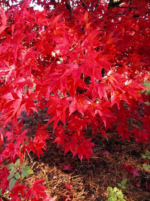 Viftelønn i høstskrud  (Acer palmatum 'Osakazuki')